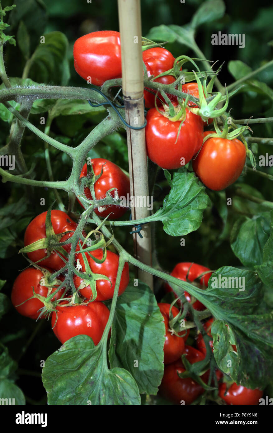 Berlin, Allemagne, plant de tomate Banque D'Images