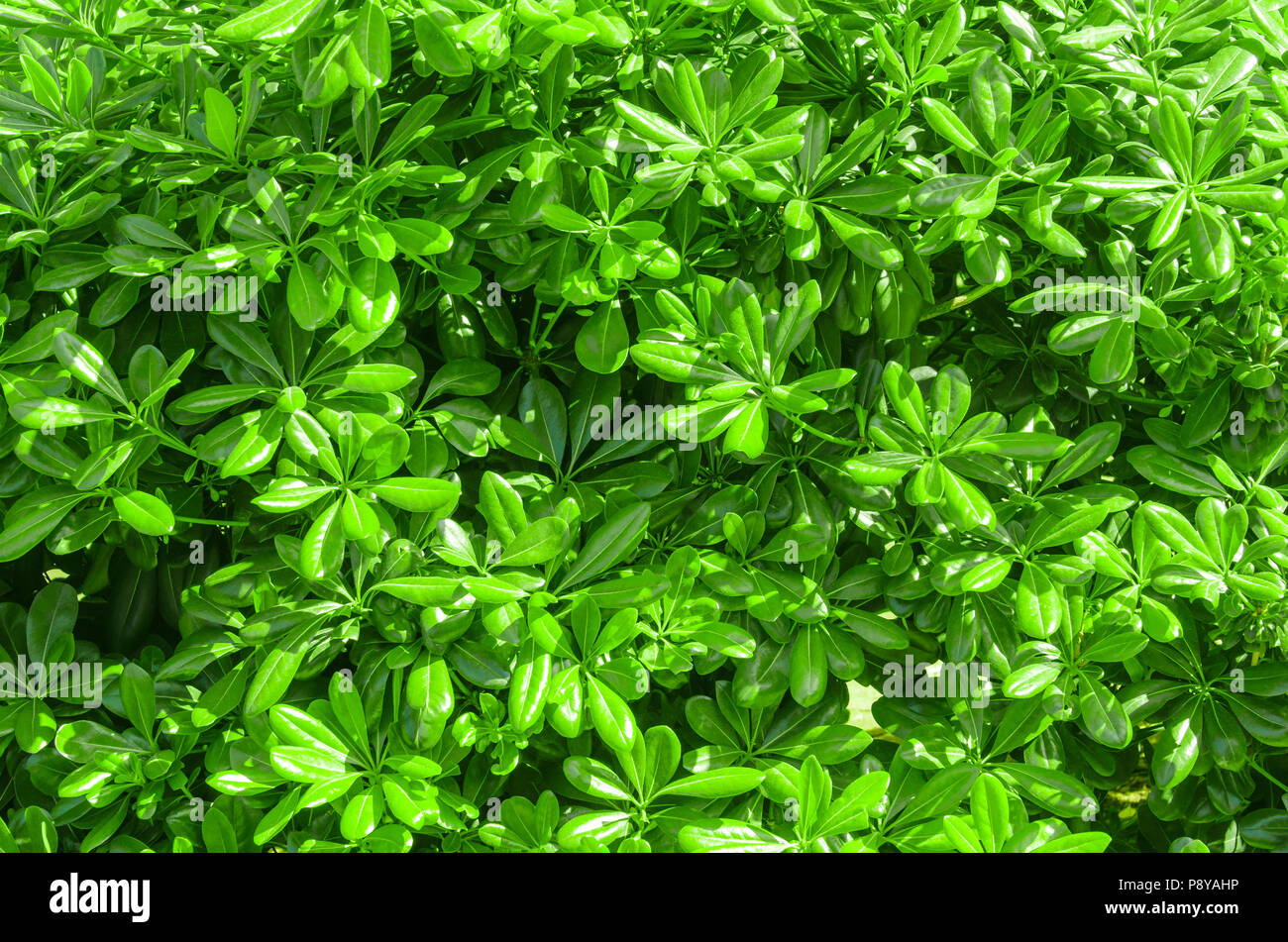 La végétation verte close-up après-midi ensoleillé en arrière-plan Banque D'Images