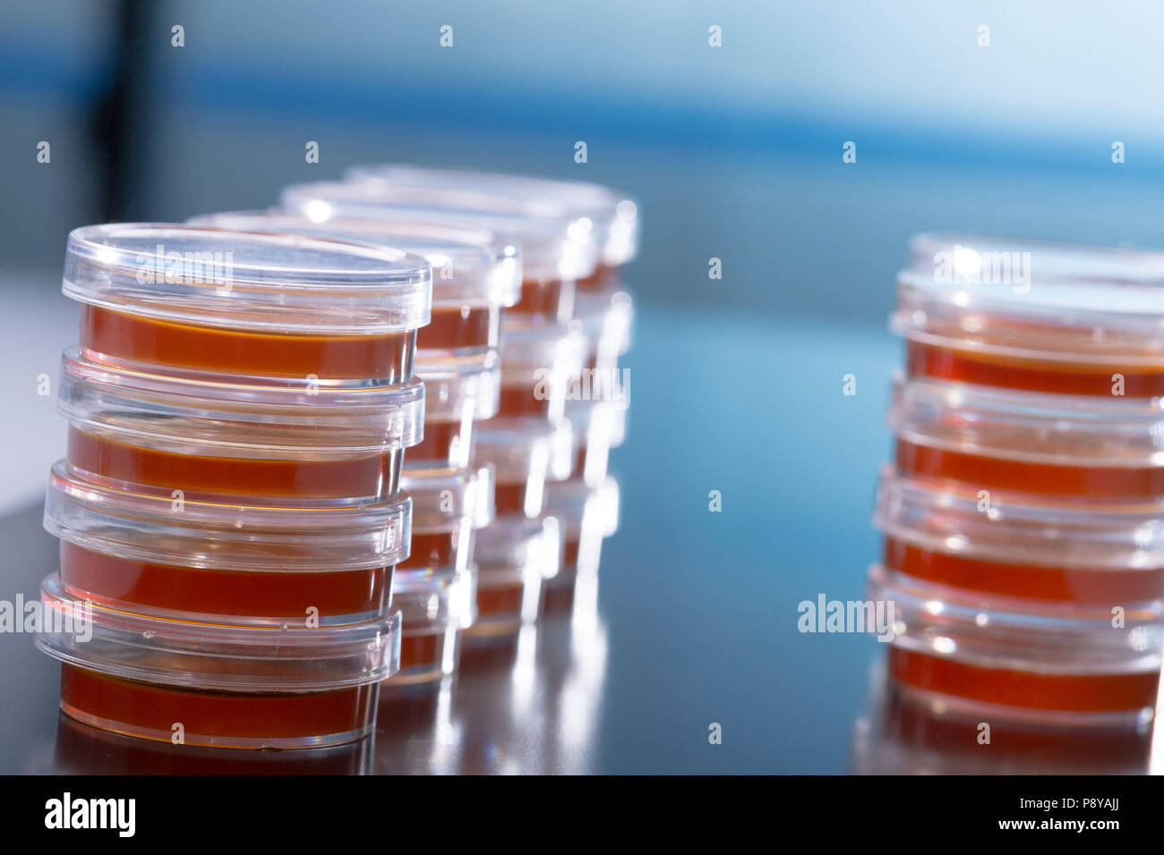 10 Boîtes De Pétri Avec Agar Préversé - Culture Microbienne, Expériences Scientifiques, écoles