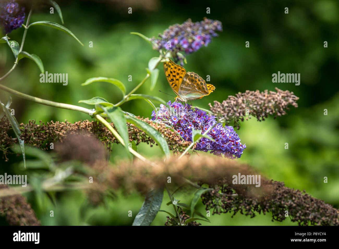 Papillon sur la floraison de Buddleja. Abruzzo Banque D'Images