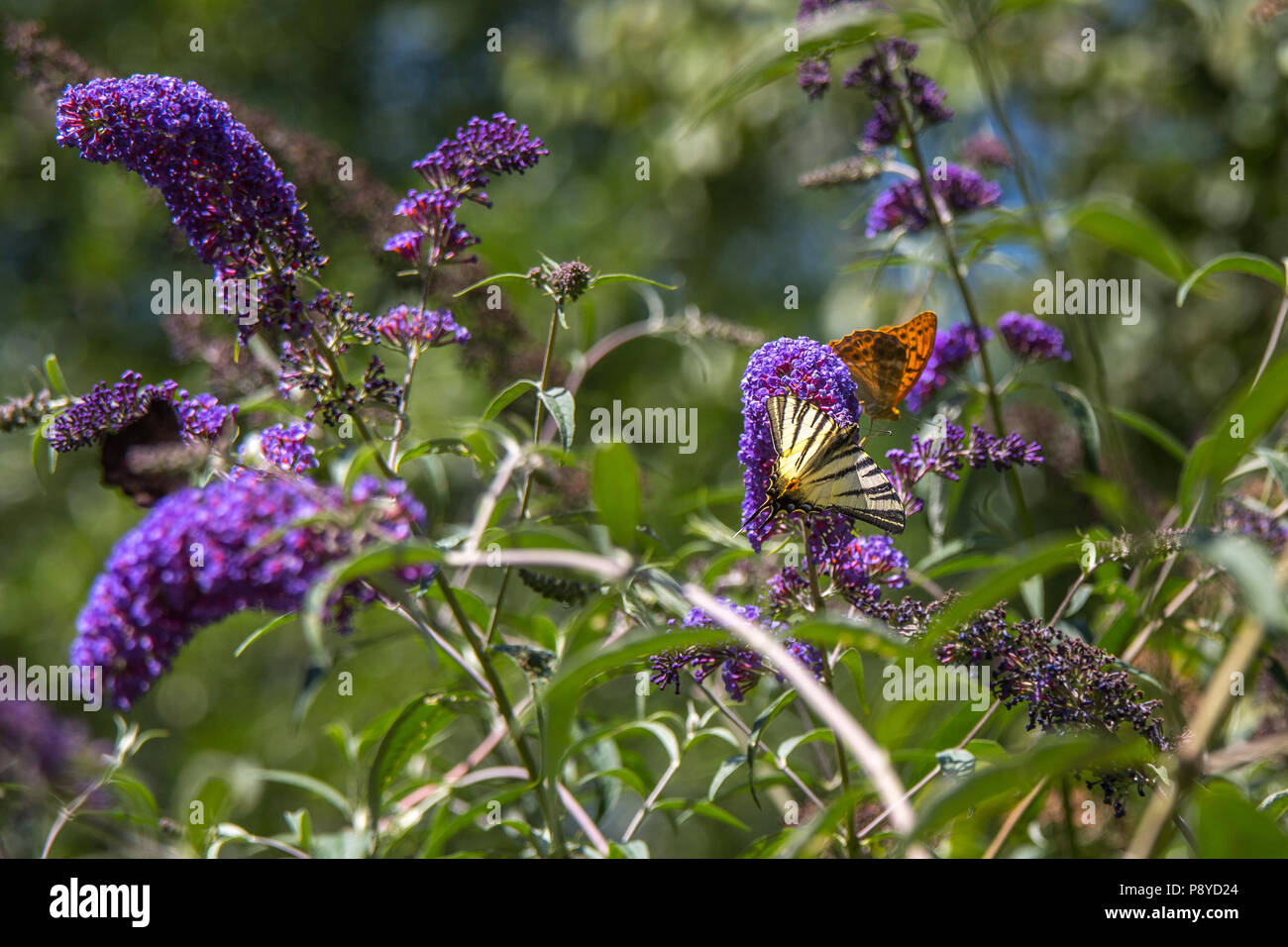 Buddleja davidii papillon sur la floraison de Buddleja. Abruzzo Banque D'Images