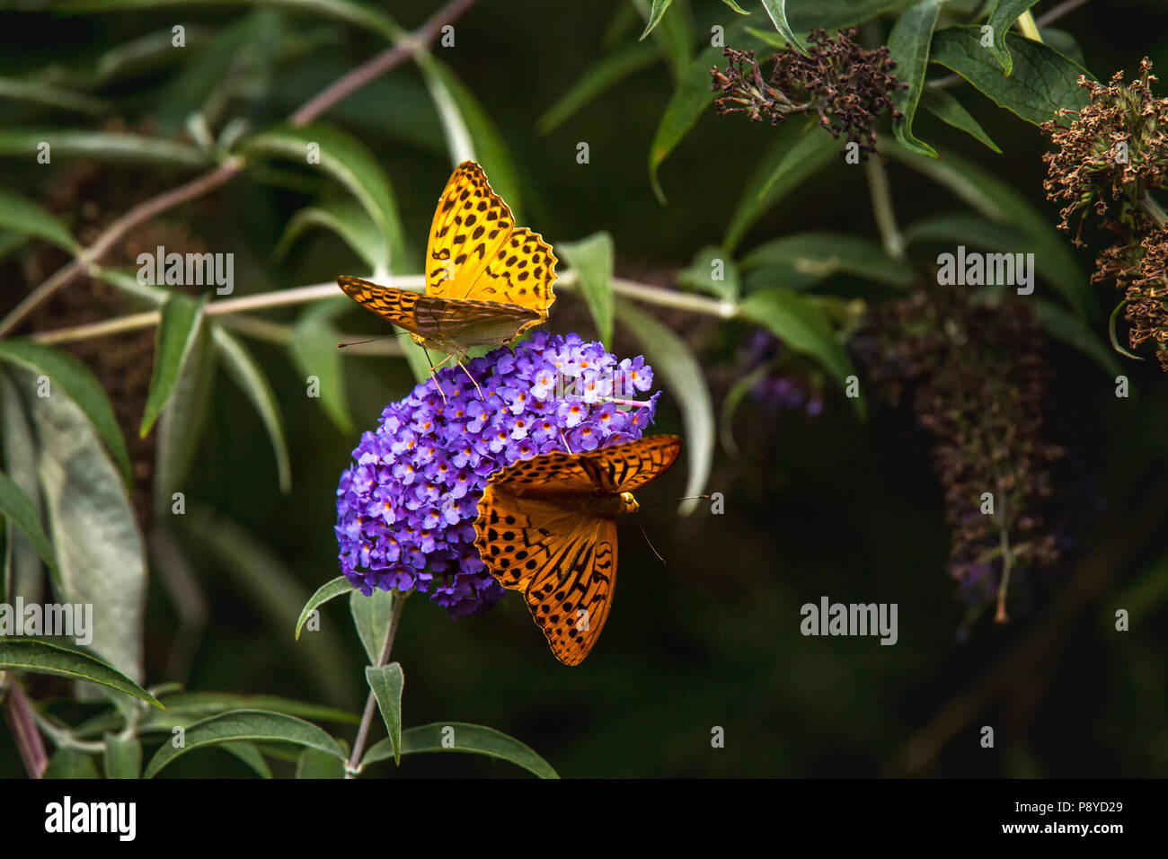 Deux papillons sur la floraison de Buddleja. Abruzzo Banque D'Images