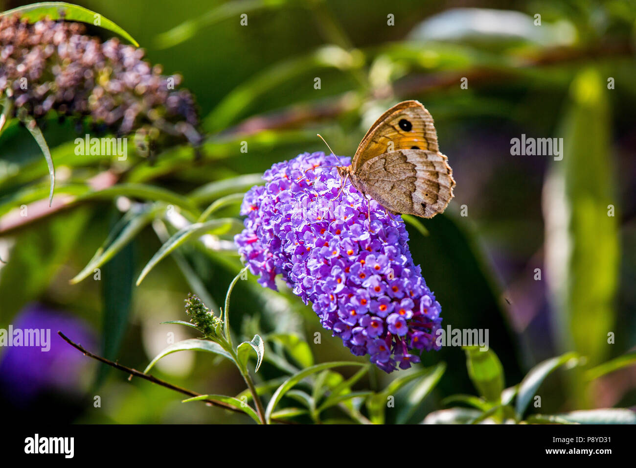 Papillon sur la floraison de Buddleja. Abruzzo Banque D'Images