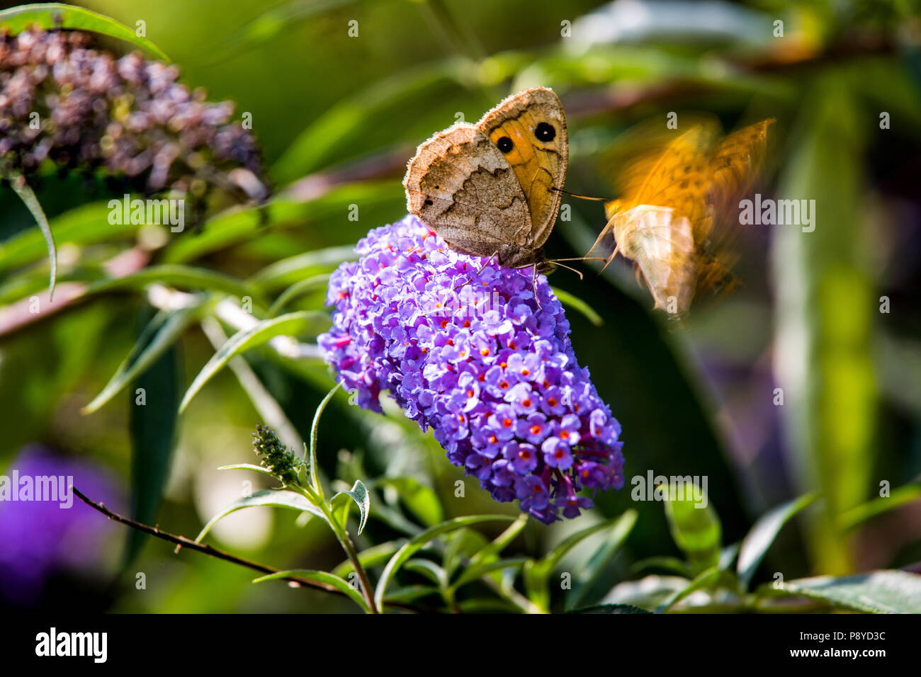 Papillon sur la floraison de Buddleja. Abruzzo Banque D'Images
