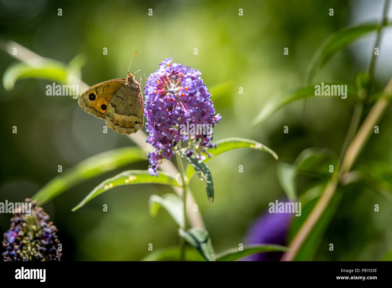 Papillon sur la floraison de Buddleja. Abruzzo Banque D'Images