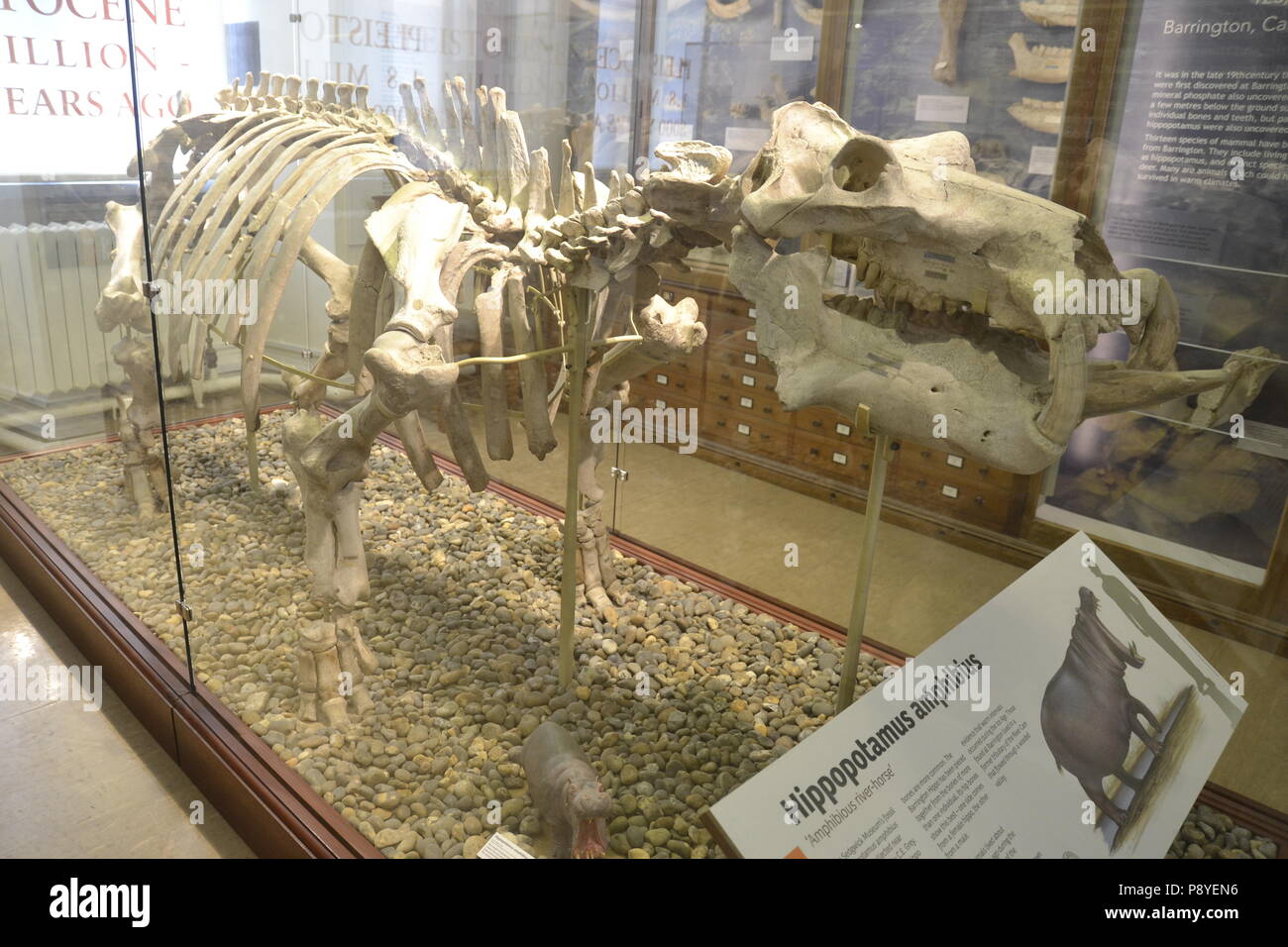 Hippopotamus amphibius (Amphibious cheval de rivière) à l'Sedgwick Museum, Cambridge, Angleterre, Royaume-Uni. Musée fossiles. Banque D'Images