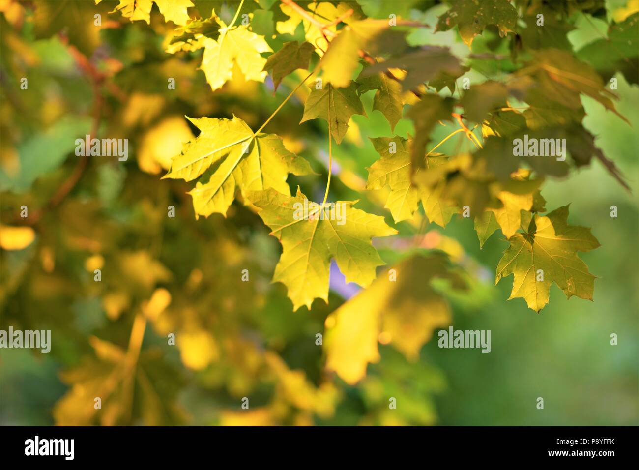 Feuilles d'érable sur un arbre magnifiquement éclairé par le soleil Banque D'Images
