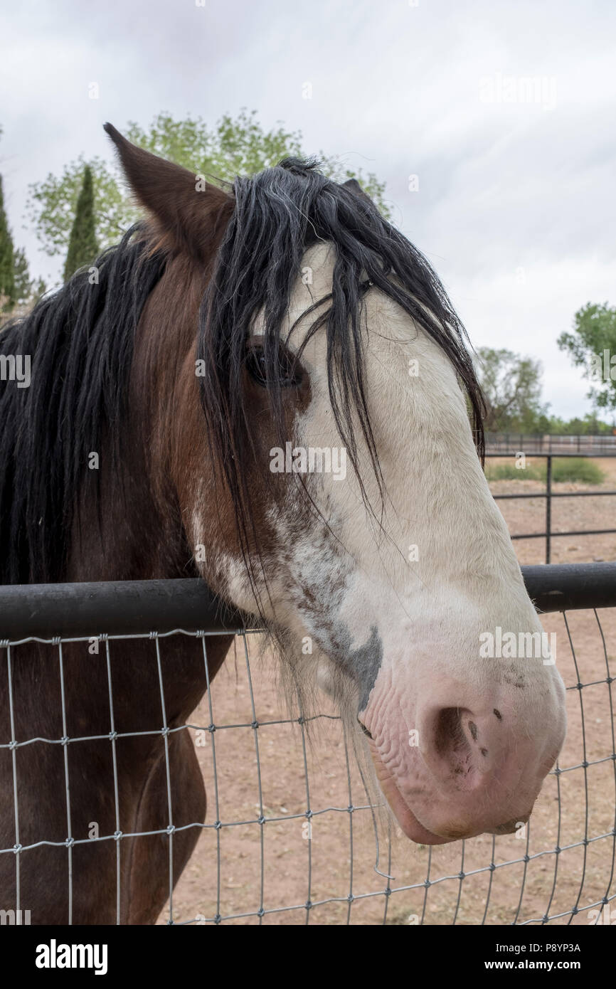 Tête portrait cheval Banque D'Images