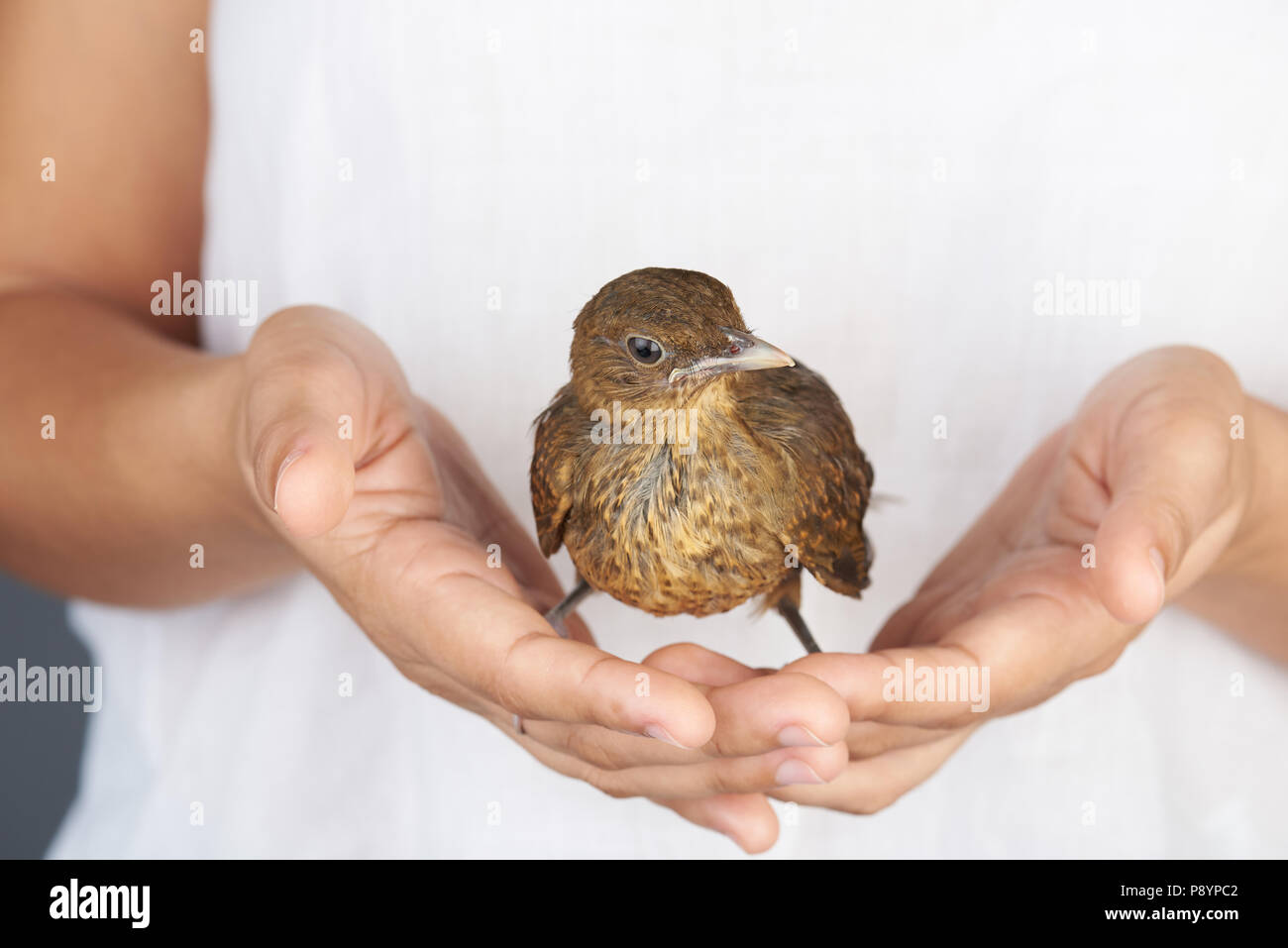 Les gens la protection des oiseaux thème. Oiseau brun dans les mains Banque D'Images