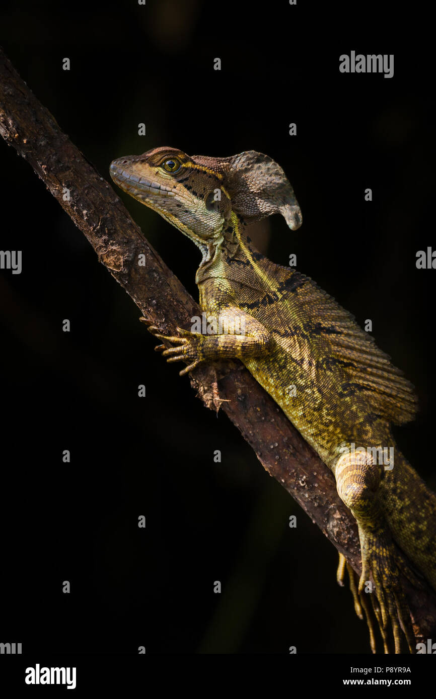 Lézard Jésus Christ sur une branche au bord de lac de Gatun Gatun Lake (Lac), République du Panama. Banque D'Images