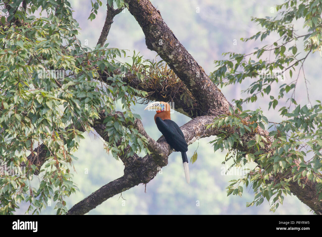 Calao à cou roux ou Aceros nipalensis dans l'Est de l'Himalya Inde Bengale occidental Banque D'Images