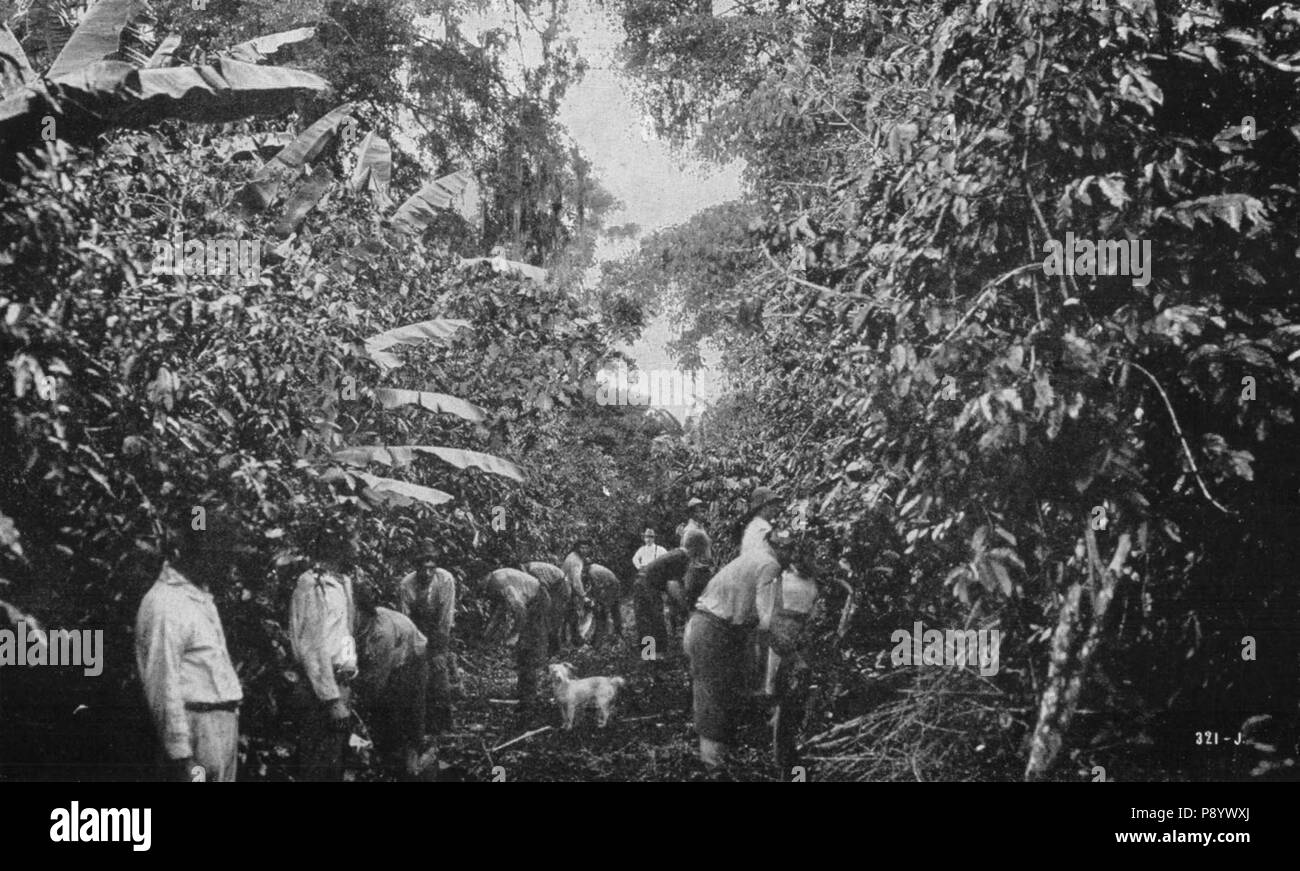 . 82 Les plantations de café au Costa Rica Banque D'Images