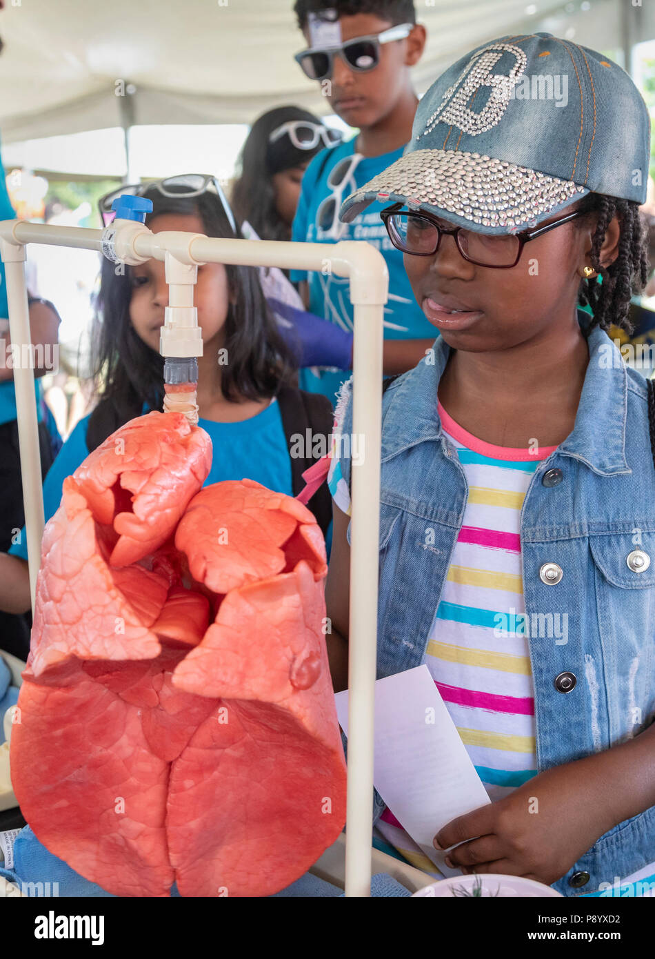 Detroit, Michigan - Les enfants d'examiner un poumon de porc chez Metro Detroit de la jeunesse. Des milliers d'enfants de 8 à 15 ans assistent à l'événement annuel sur Belle Isle, w Banque D'Images