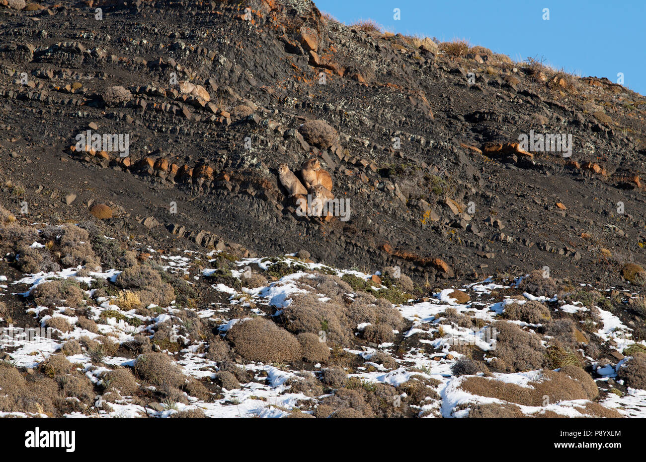 Quatre mois 5 Puma de Patagonie d'oursons en appui sur le flanc d'une pente rocheuse , attendant le retour de leur mère pour les conduire à une carcasse pour se nourrir. Banque D'Images