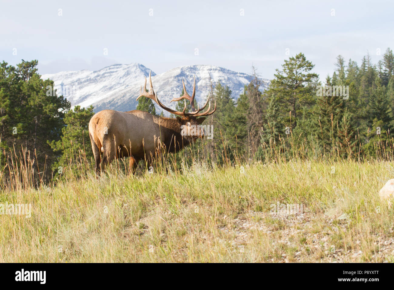 Un wapiti de taureau trophée, Cervus canadensis, avec les Rocheuses canadiennes en arrière-plan. Banque D'Images