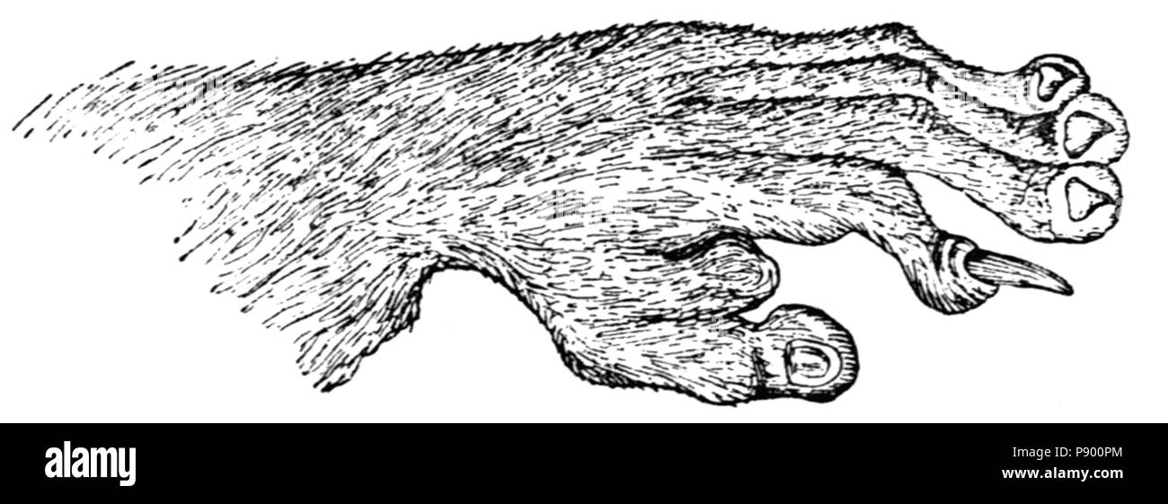 323 Manuel pour les primates Fig 3 Banque D'Images