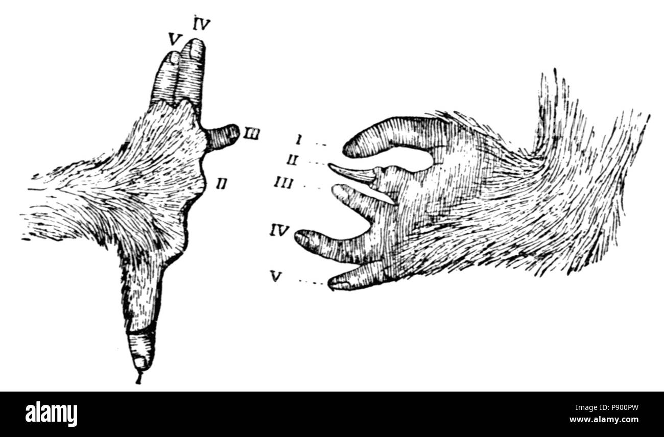 323 Manuel pour les primates Fig 7 Banque D'Images 323 Manuel pour les primates Fig 7 Banque D'Images