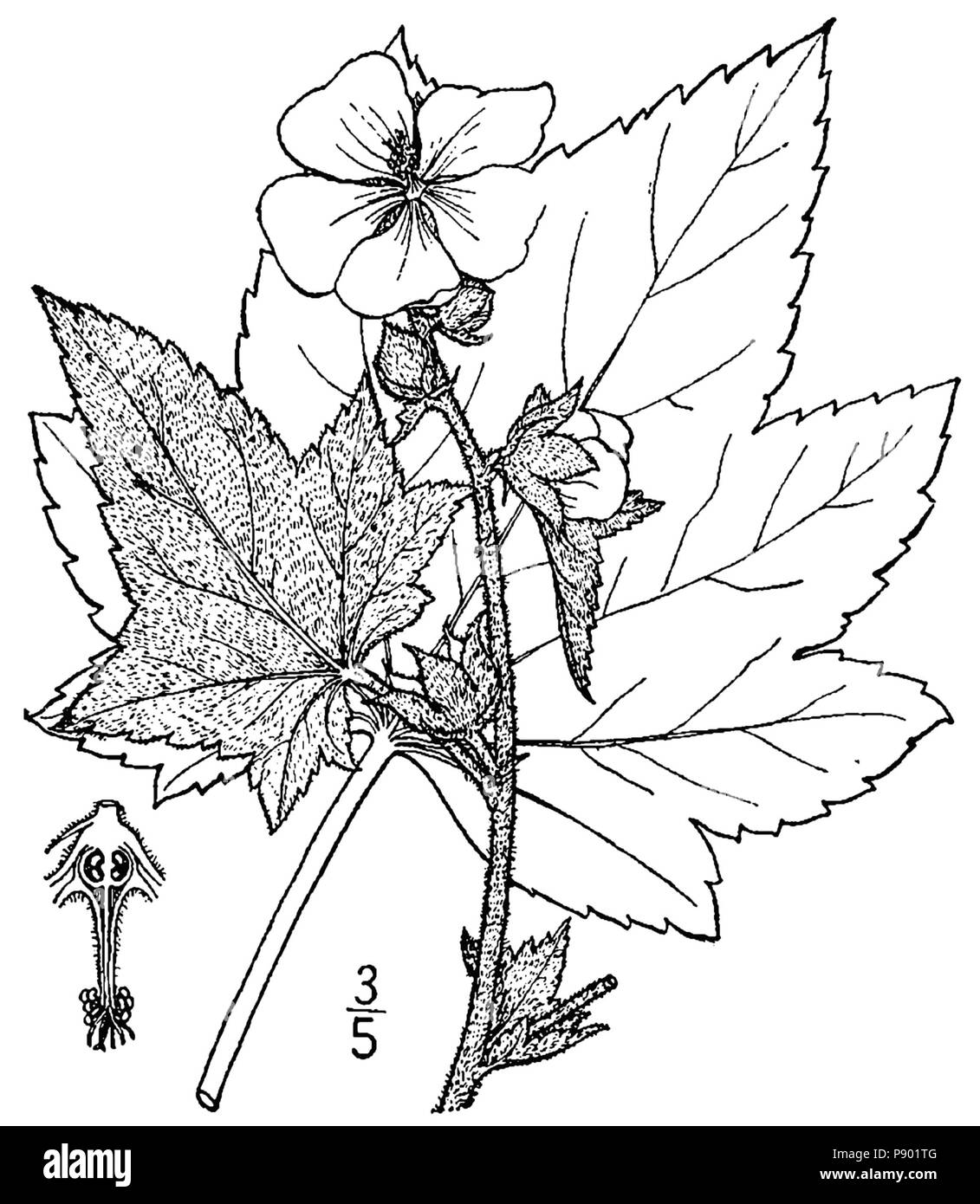 335 rivularis Iliamna-BB Banque D'Images