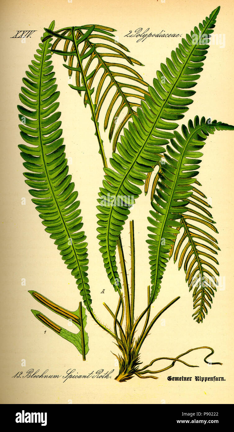 . 336 Illustration Blechnum spicant0 Banque D'Images