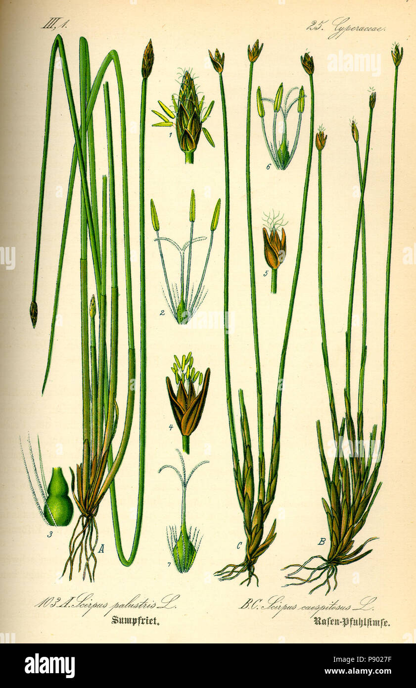 . 336 Eleocharis palustris Illustration0 Banque D'Images