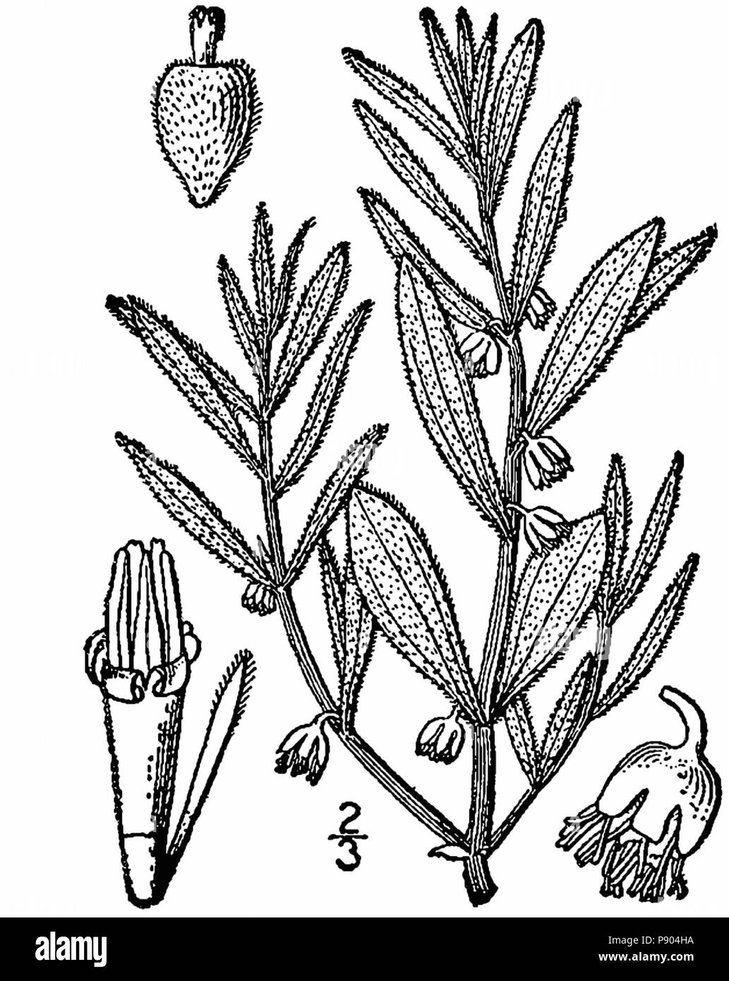 346-linedrawingBB axillaris Iva Banque D'Images