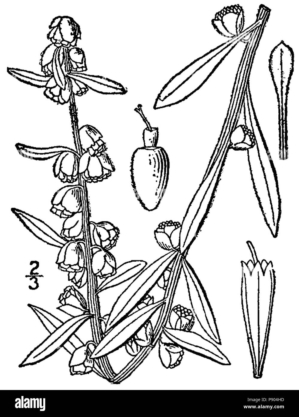 346 Iva imbricata-linedrawing Banque D'Images