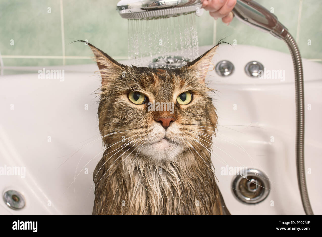 Chat Mouille Museau De Chat Mouille Dans La Salle De Bains Photo Stock Alamy