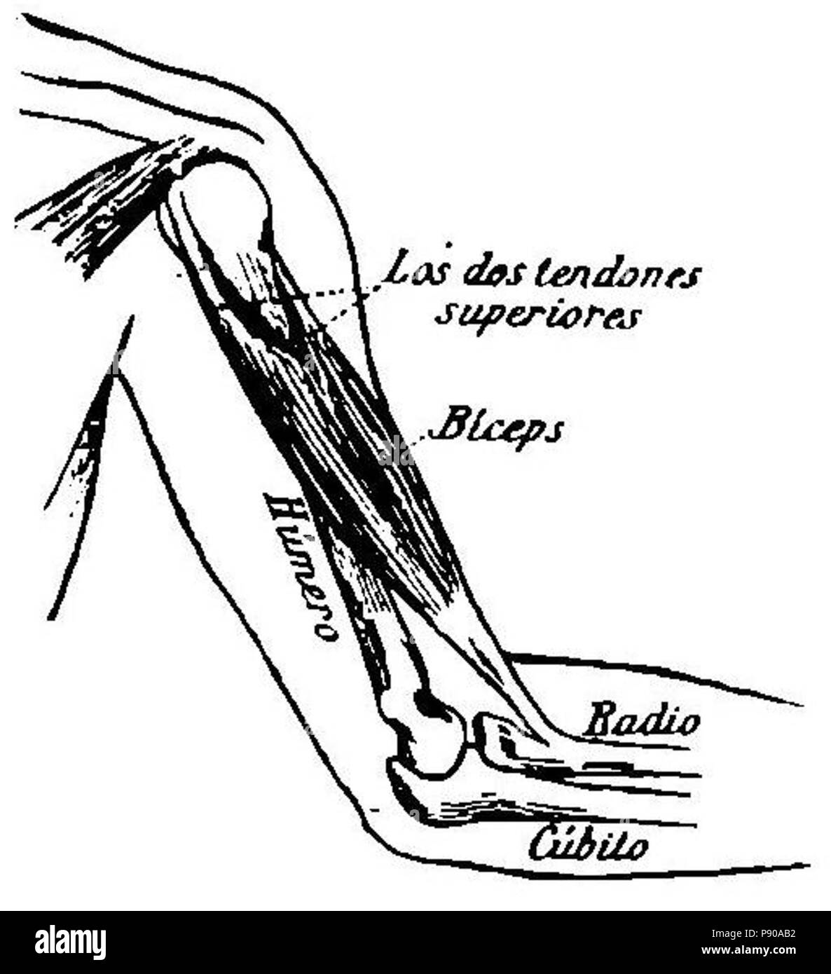 . 314 8 Grierson biceps Banque D'Images