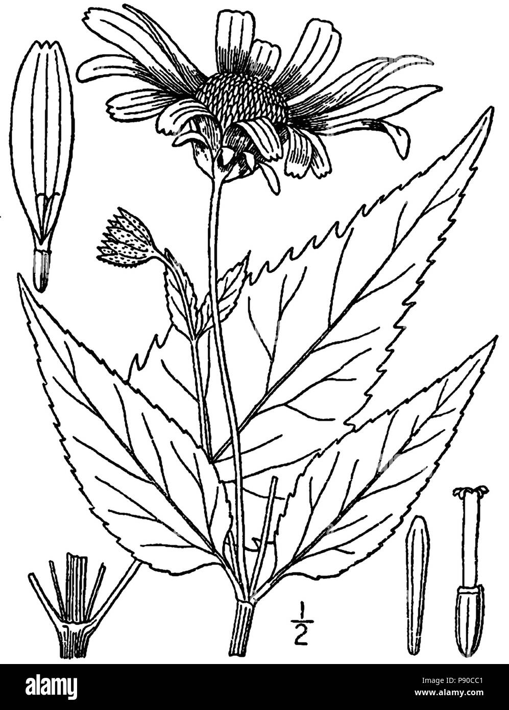 Heliopsis helianthoides-linedrawing 327 Banque D'Images