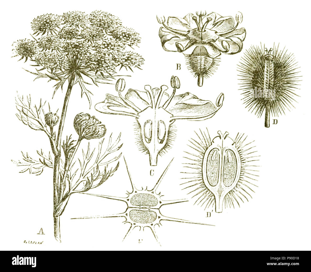 . 330 het leven der bloem (1900) p126 fig56 Banque D'Images