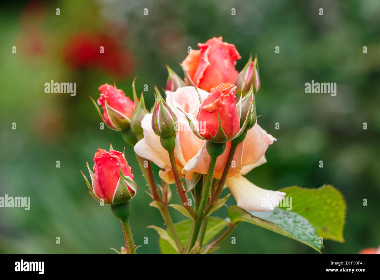 Roses orange avec des bourgeons dans un jardin au printemps Banque D'Images