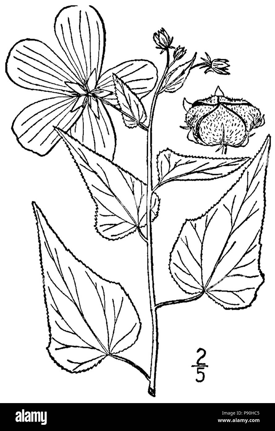 364 Kosteletzkya virginica-linedrawing-BB Banque D'Images