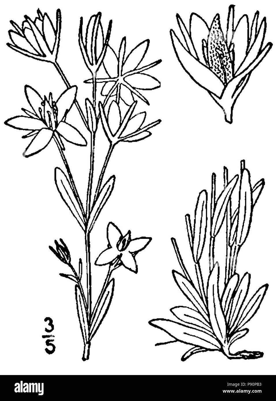 . 404 Lomatogonium rotatum-linedrawing Banque D'Images