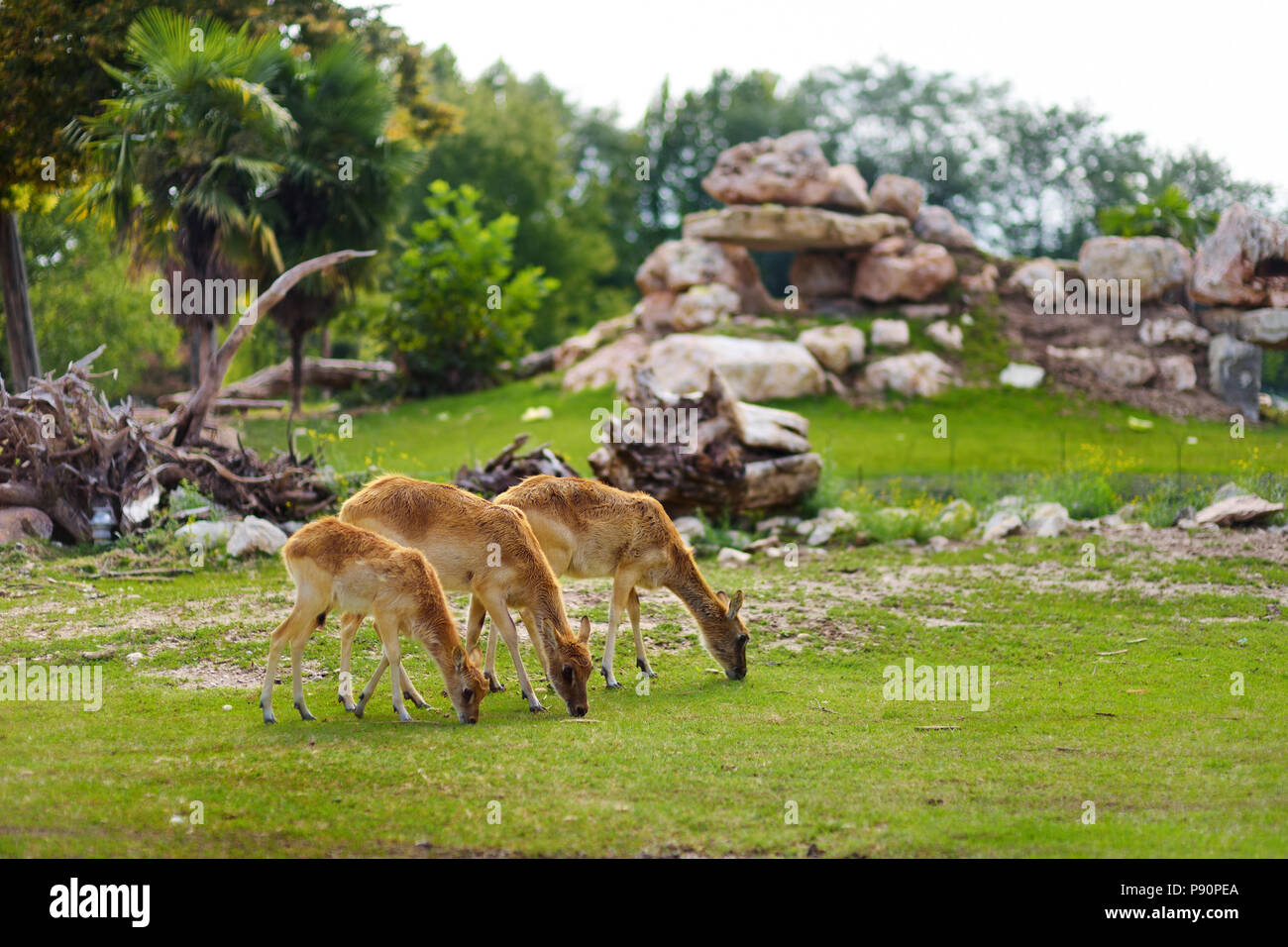 Groupe de trois cerfs en alimentation Parco Natura Viva zoo près de lac de Garde en Italie Banque D'Images