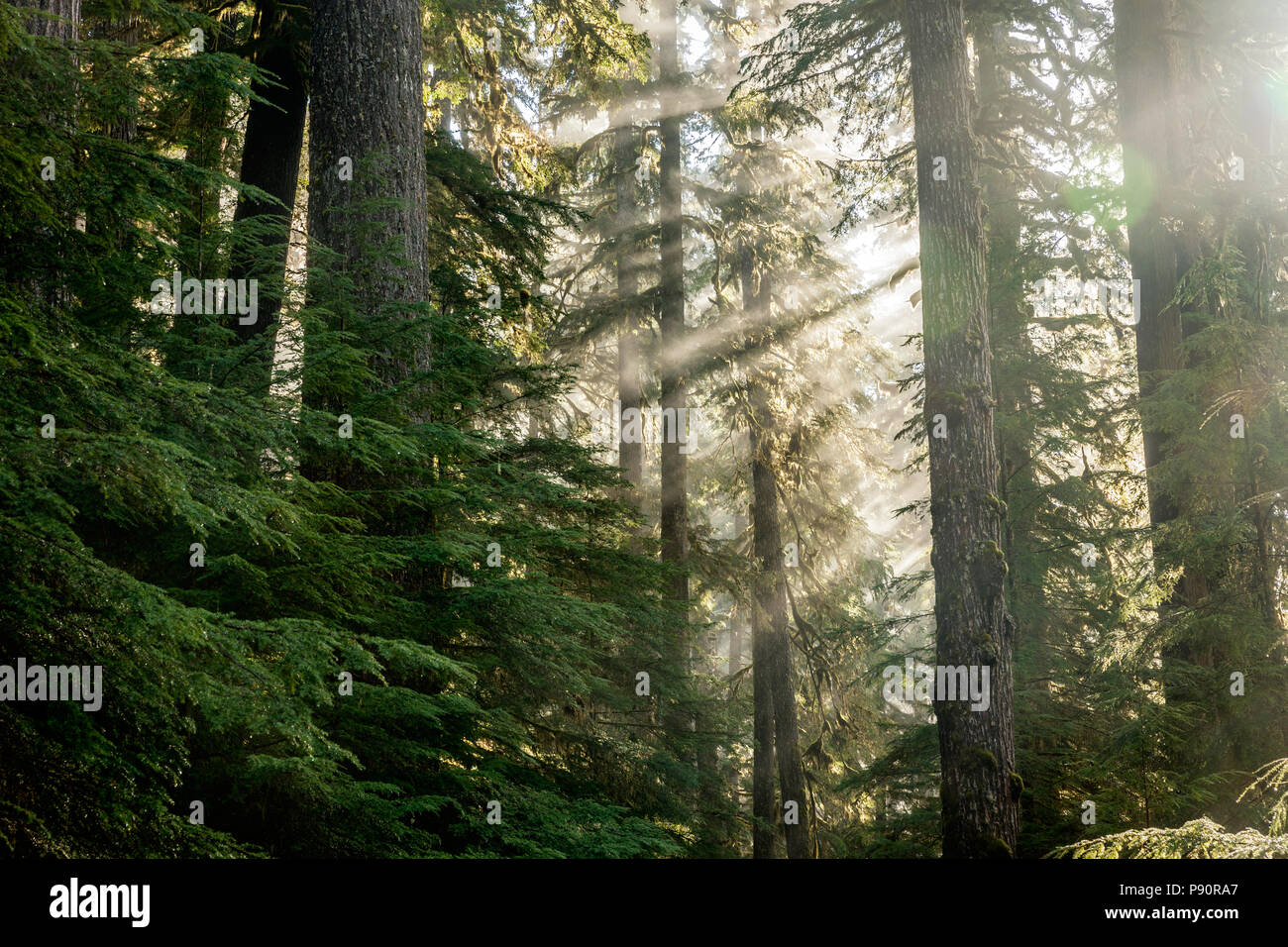 WA14536-00...WASHINGTON - Sunlight filant à travers les arbres le long du sentier du col Appelton dans le parc national Olympic. Banque D'Images