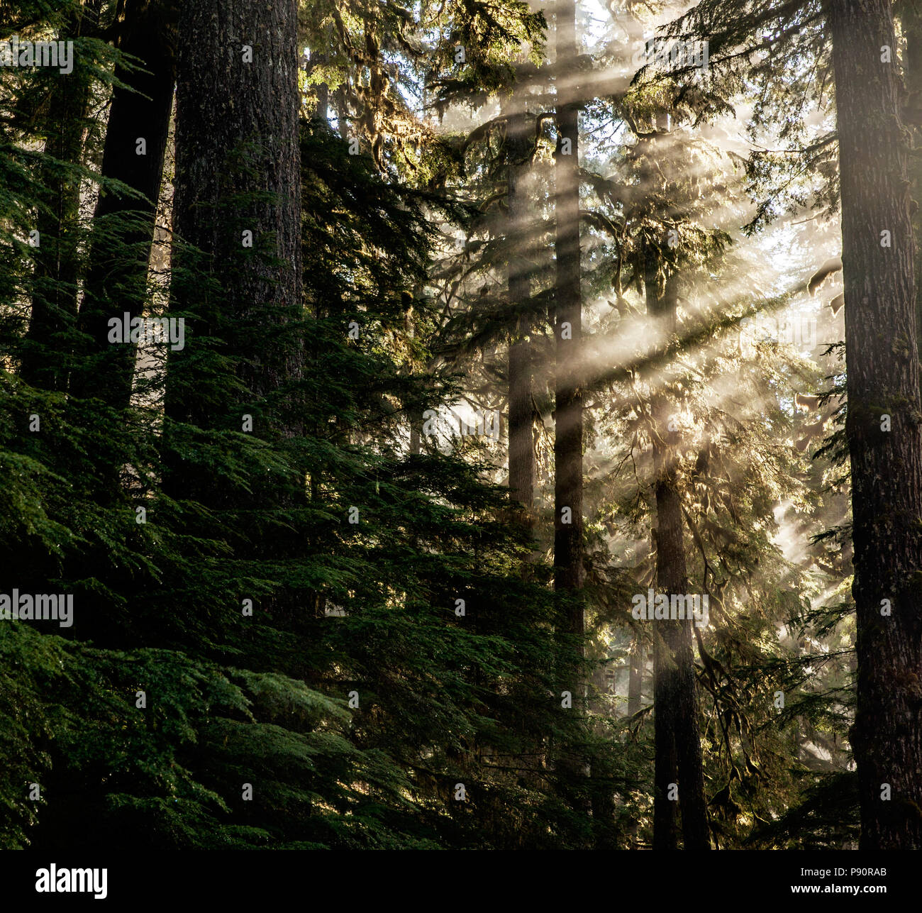 WA14537-00...WASHINGTON - Sunlight filant à travers les arbres le long du sentier du col Appelton dans le parc national Olympic. Banque D'Images