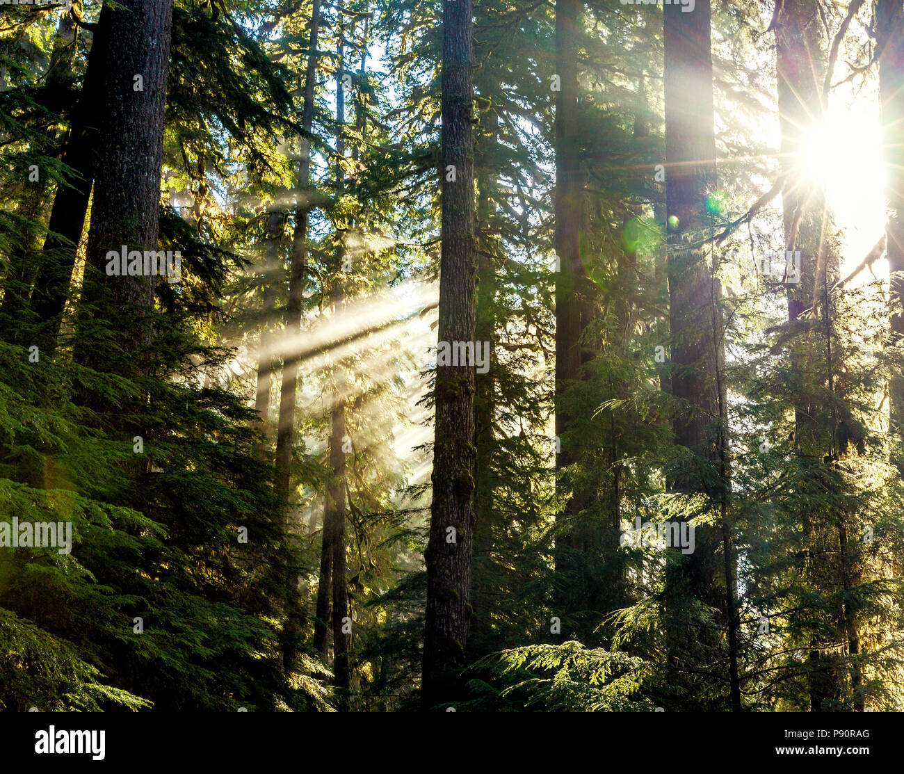WA14538-00...WASHINGTON - Sunlight filant à travers les arbres le long du sentier du col Appelton dans le parc national Olympic. Banque D'Images