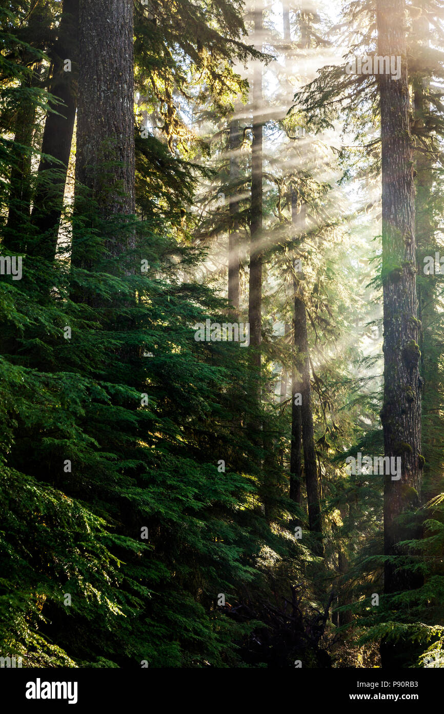 WA14539-00...WASHINGTON - Sunlight filant à travers les arbres le long du sentier du col Appelton dans le parc national Olympic. Banque D'Images