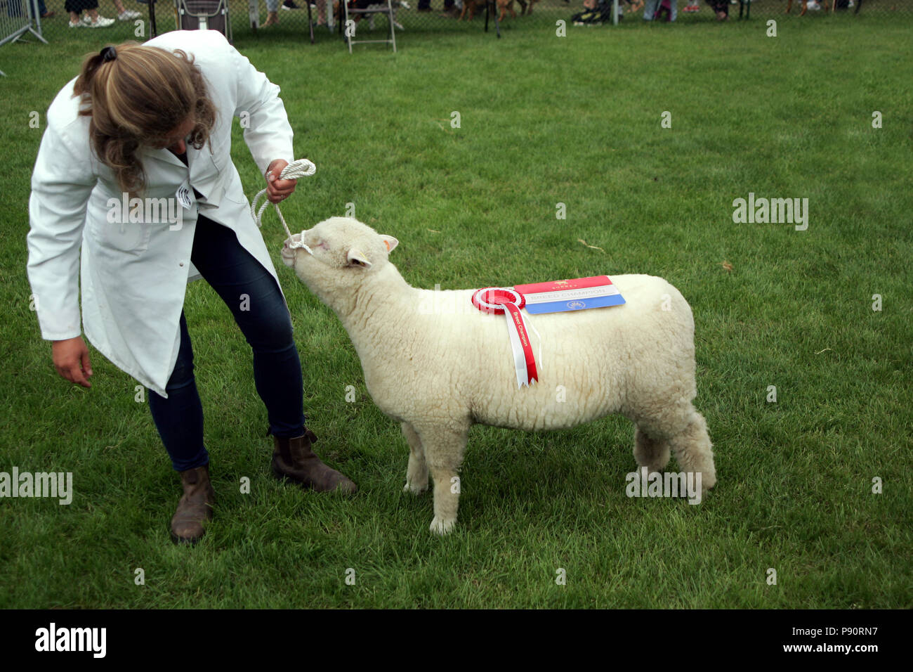 Guildford, Angleterre - le 28 mai 2018 : femme éleveur et ses moutons Southdown primés Banque D'Images