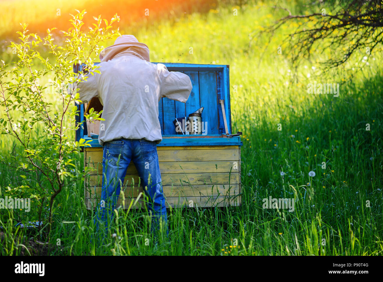 Rucher. L'apiculteur travaille avec des abeilles près de l'urticaire. Banque D'Images