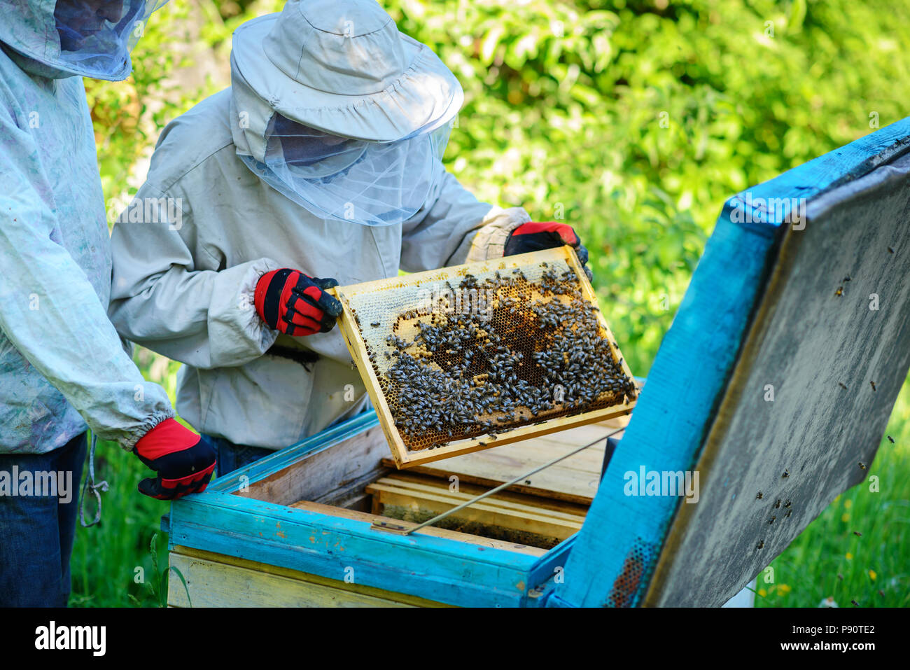 Deux apiculteurs travailler sur un rucher. L'été. Banque D'Images