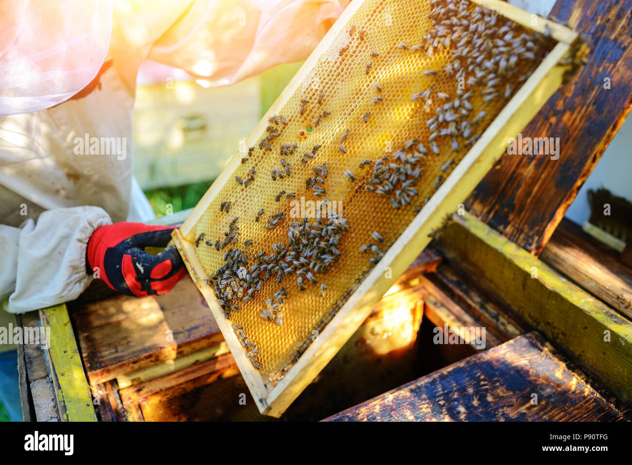 L'apiculteur prend la trame avec miel de la ruche. Banque D'Images