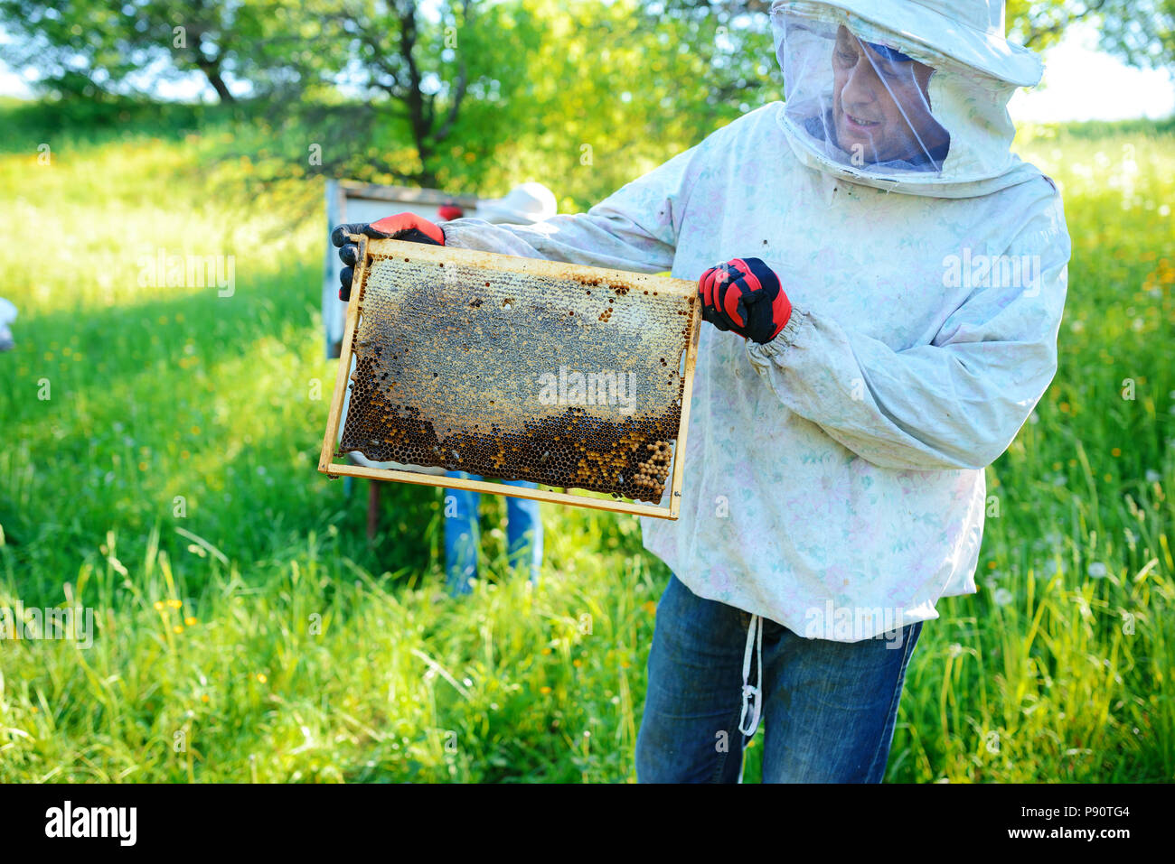 L'apiculteur porte de miel avec les abeilles. Banque D'Images