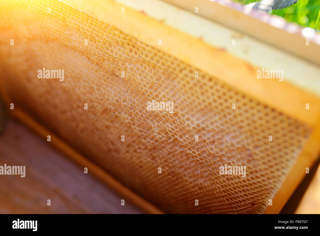 Texture de fond et le motif d'une section de la cire d'abeilles une ruche pleine de miel doré dans une vue plein cadre. Banque D'Images