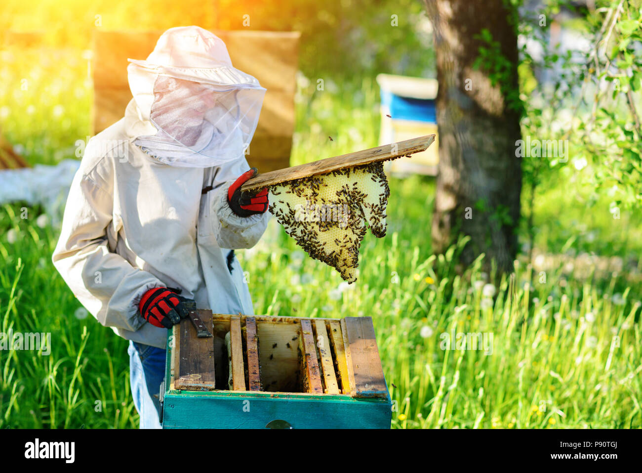 L'apiculteur prend la trame avec miel de la ruche. Banque D'Images