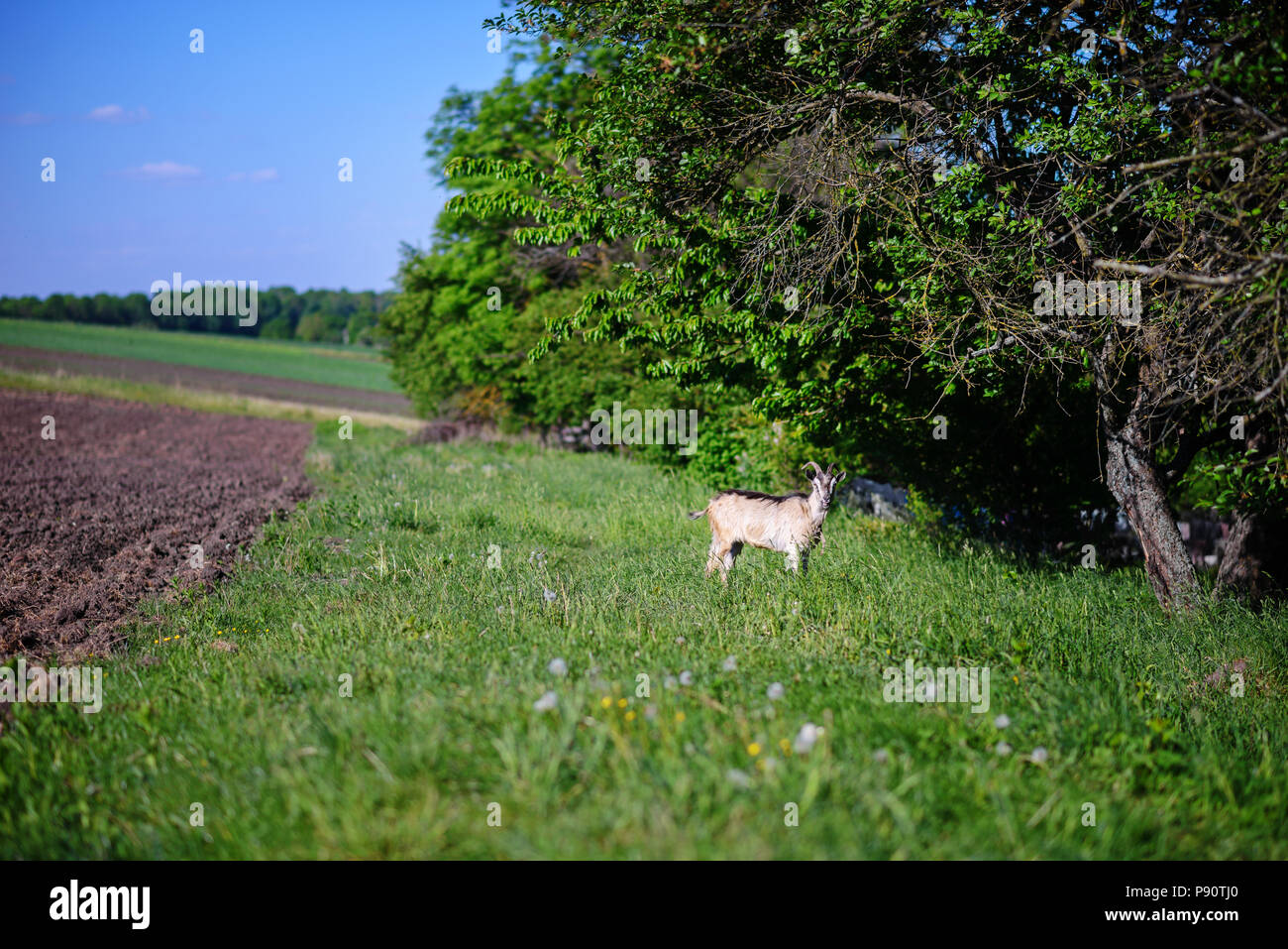 Chèvre blanche pâturage sur un pré vert sur une journée ensoleillée. Banque D'Images