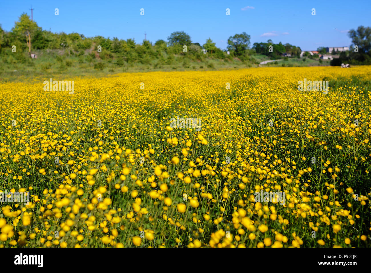 Paysage d'été avec ciel texturé et le pâturage troupeau de vaches sur le terrain, couvert de fleurs jaunes. Contexte Banque D'Images