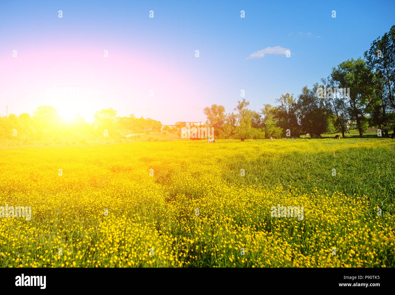 Paysage d'été avec ciel texturé et le pâturage troupeau de vaches sur le terrain, couvert de fleurs jaunes. Contexte Banque D'Images