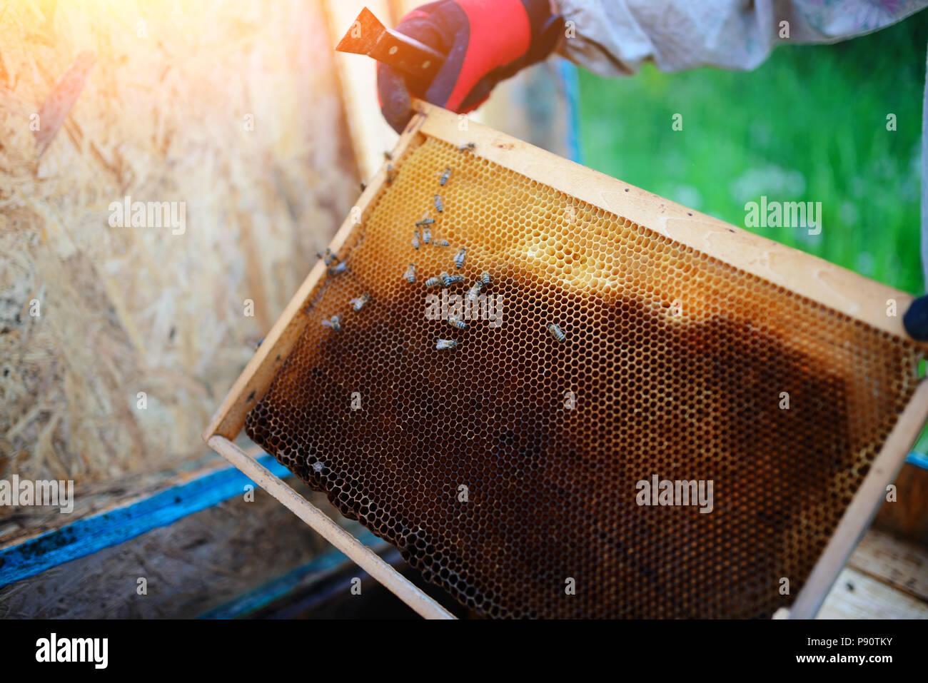 L'apiculteur porte de miel avec les abeilles. Banque D'Images