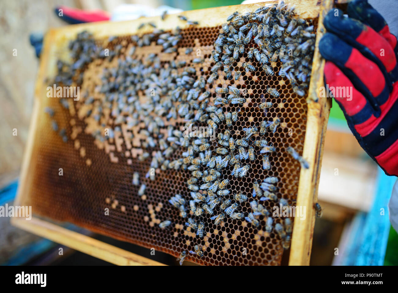 L'apiculteur porte de miel avec les abeilles. Banque D'Images